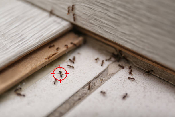 Pest Prevention Services in Morgantown, IN