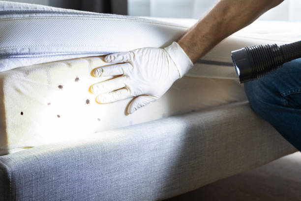 Best Emergency Pest Control  in Morgantown, IN