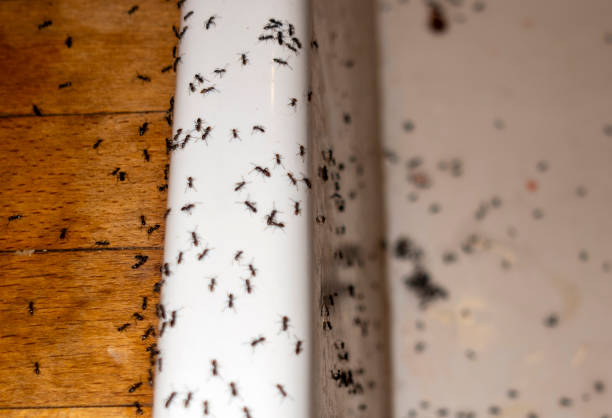 Wasp Removal Services in Morgantown, IN
