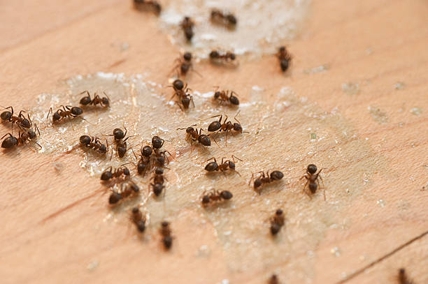 Pest Control for Restaurants in Morgantown, IN