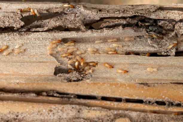 Best Pest Removal Services  in Morgantown, IN