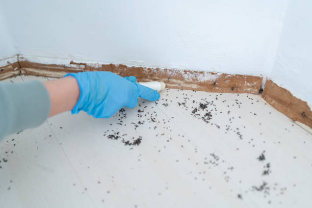 Best Bed Bug Extermination  in Morgantown, IN